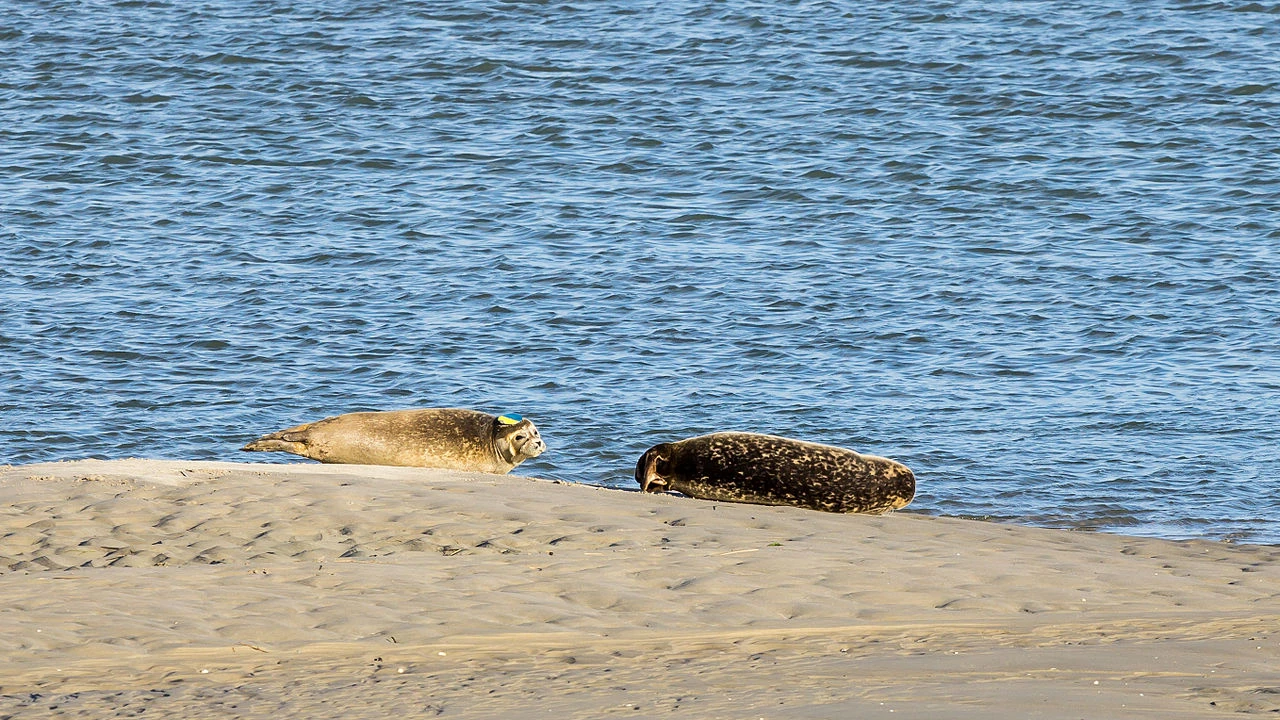 Les phoques au Hourdel en Baie de Somme