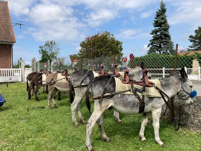 Randonnée avec ânes dans la Baie de Somme avec Escap'Anes