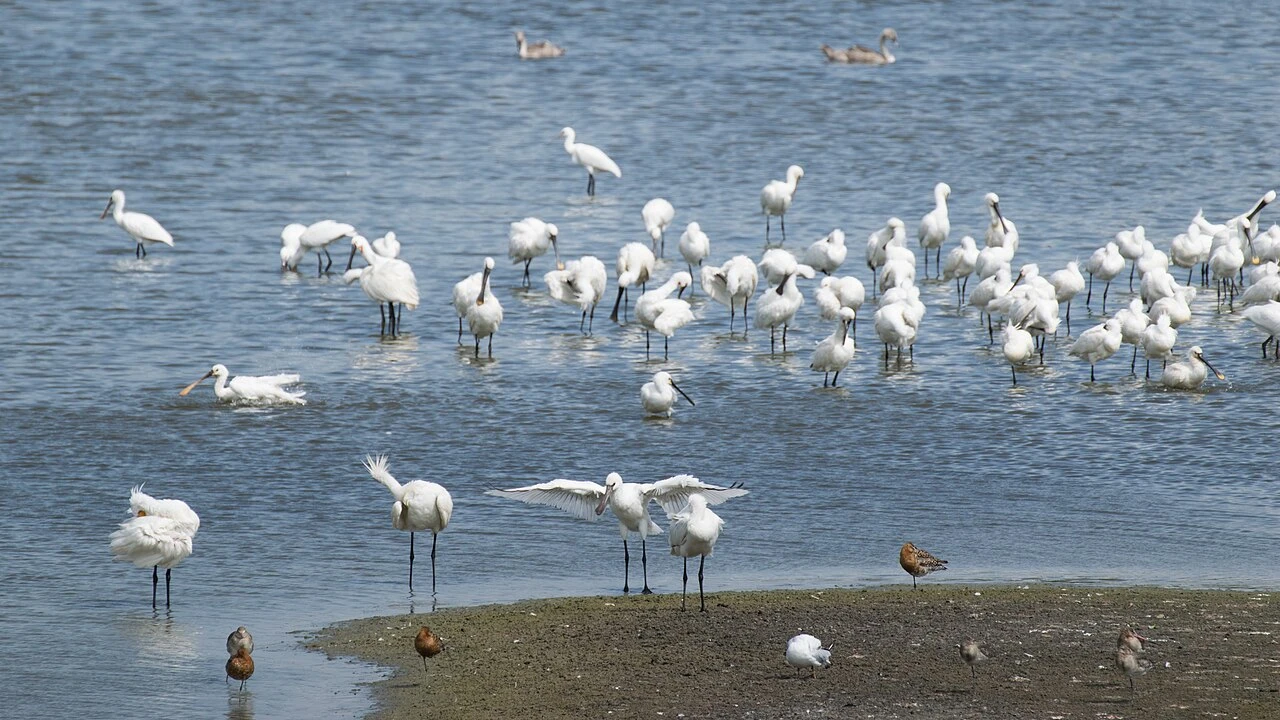 Parc ornithologique du Marquenterre