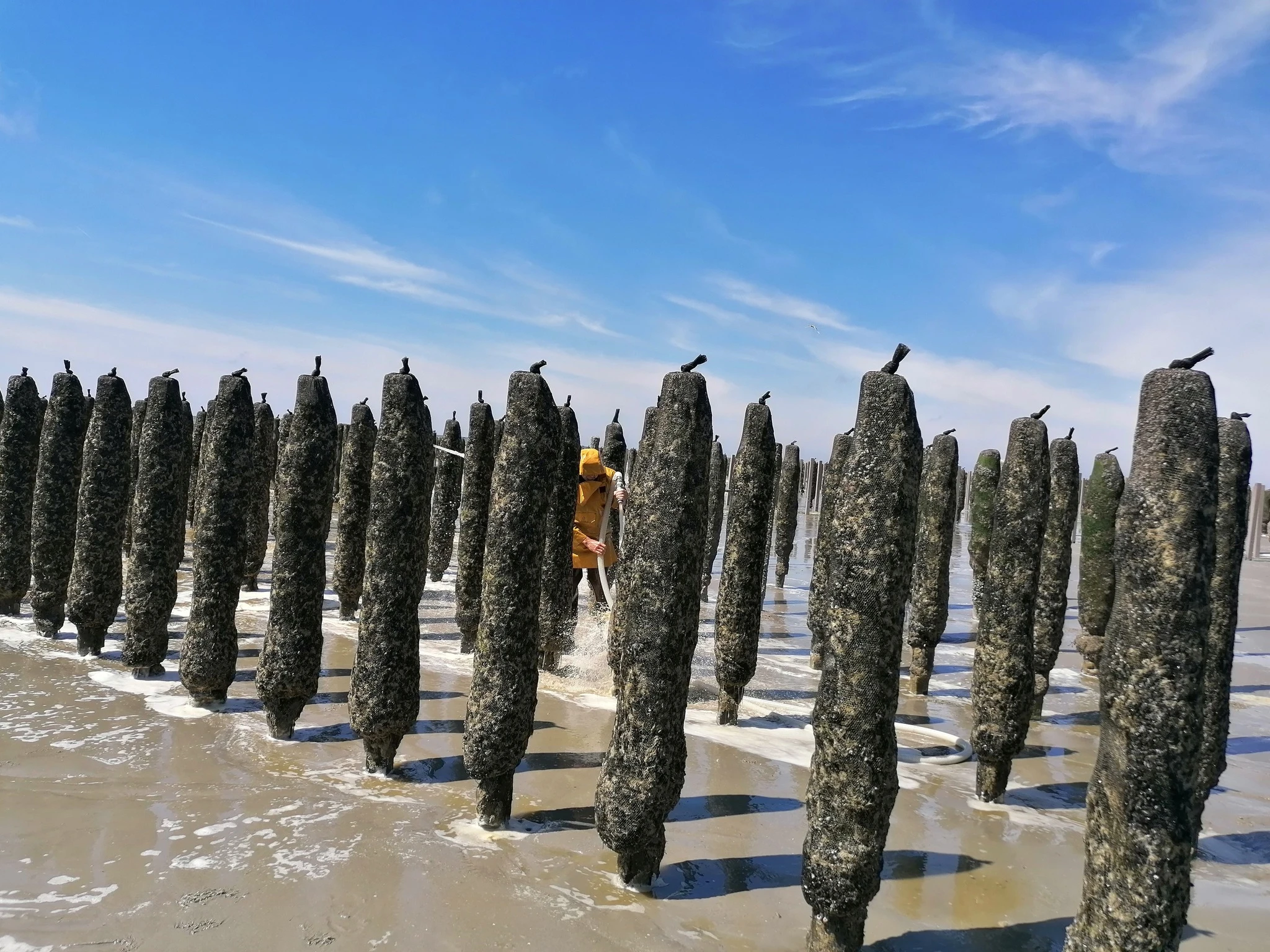 Sortie nature avec Norwoé Découvertes dans la Baie d'Authie